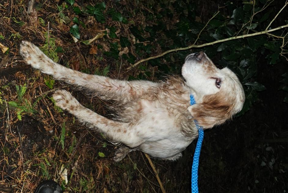 Alerte Découverte Chien  Mâle Vannes France