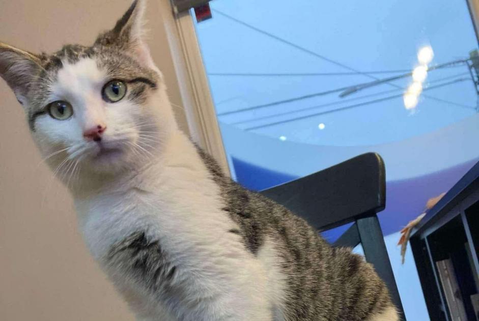 Alerte Disparition Chat croisement Mâle , 2 ans Silly Belgique