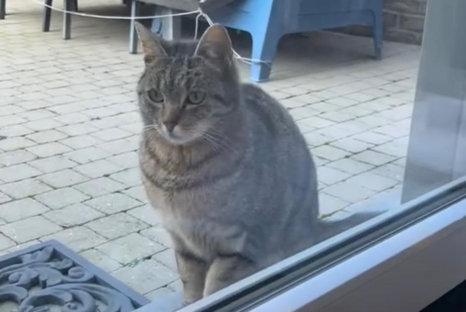 Alerte Découverte Chat Femelle , 5 ans Boussu Belgique