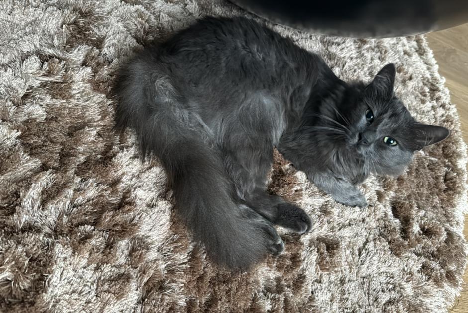 Alerte Disparition Chat croisement Mâle , 2 ans Valentigney France