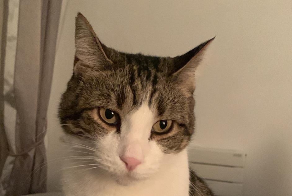 Alerte Disparition Chat Mâle , 10 ans Levallois-Perret France