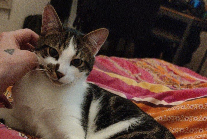 Alerte Disparition Chat  Mâle , 1 ans Genève Suisse