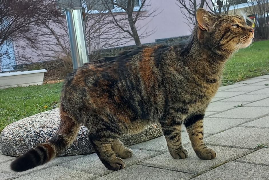 Alerte Découverte Chat croisement Femelle Romont Suisse