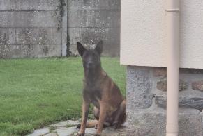 Alerte Découverte Chien  Inconnu Rânes France