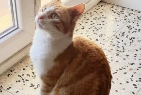 Alerte Disparition Chat Mâle , 3 ans Miramas France