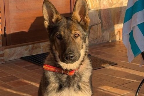 Alerte Disparition Chien  Mâle , 1 ans Alhaurín el Grande Espagne