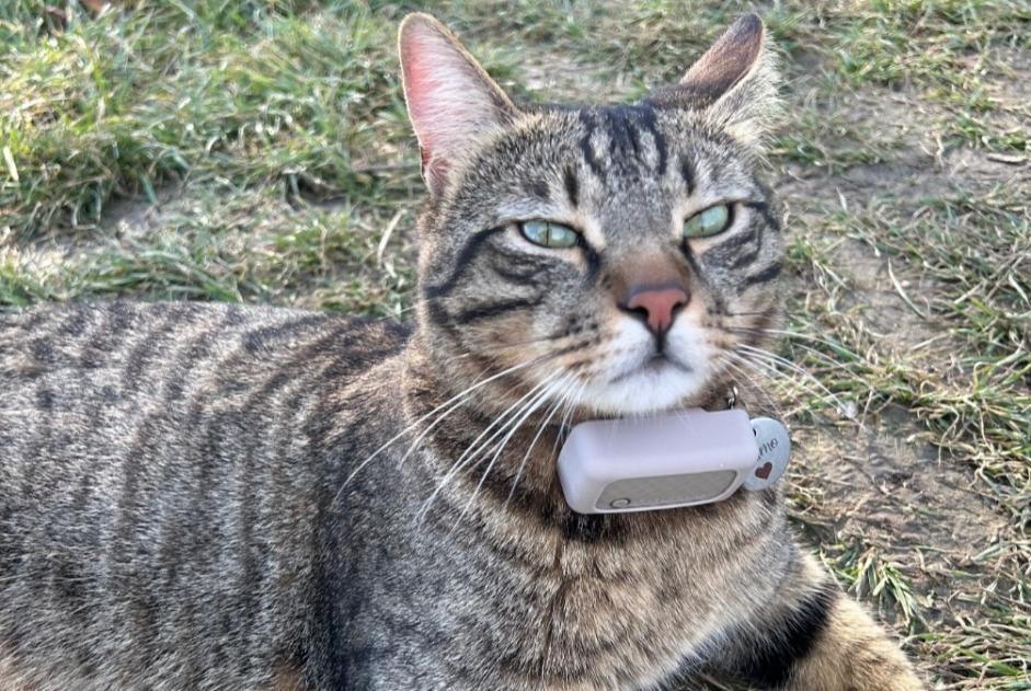 Alerte Découverte Chat Inconnu Wien Autriche