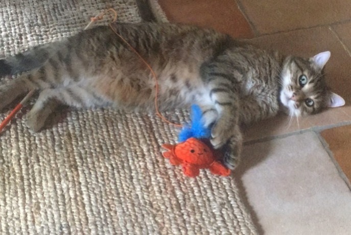 Alerte Disparition Chat croisement Mâle , 6 ans Dun-les-Places France