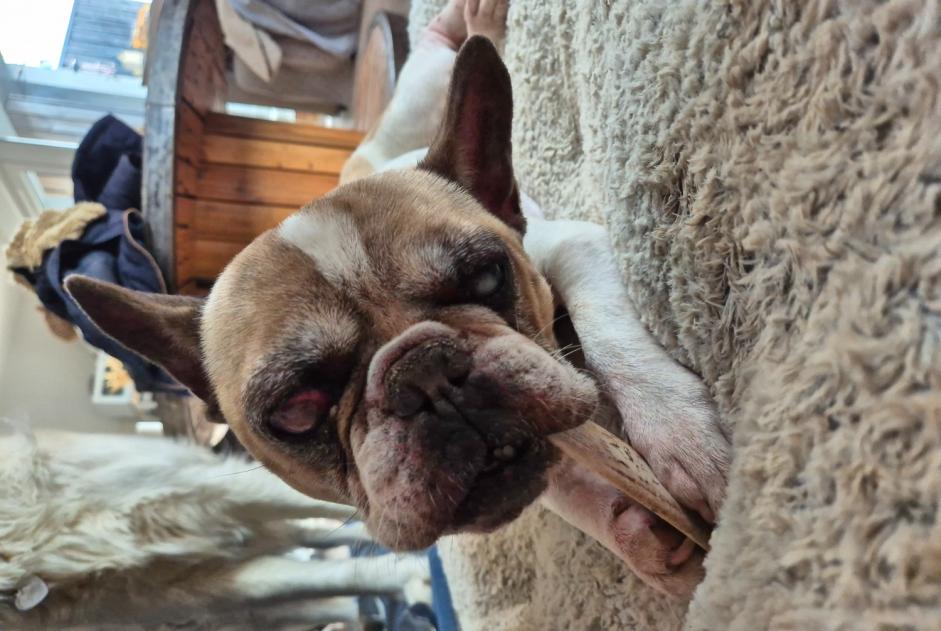 Alerte Découverte Chien  Mâle Apremont France