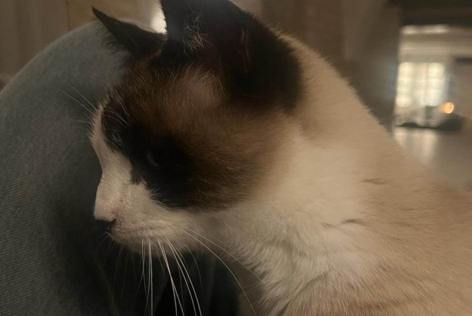 Alerte Disparition Chat croisement Femelle , 9 ans Goult France