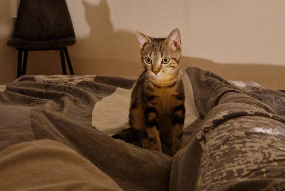 Alerte Disparition Chat Mâle , 2 ans Troistorrents Suisse