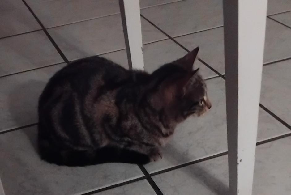 Alerte Disparition Chat Femelle , 1 ans Firminy France