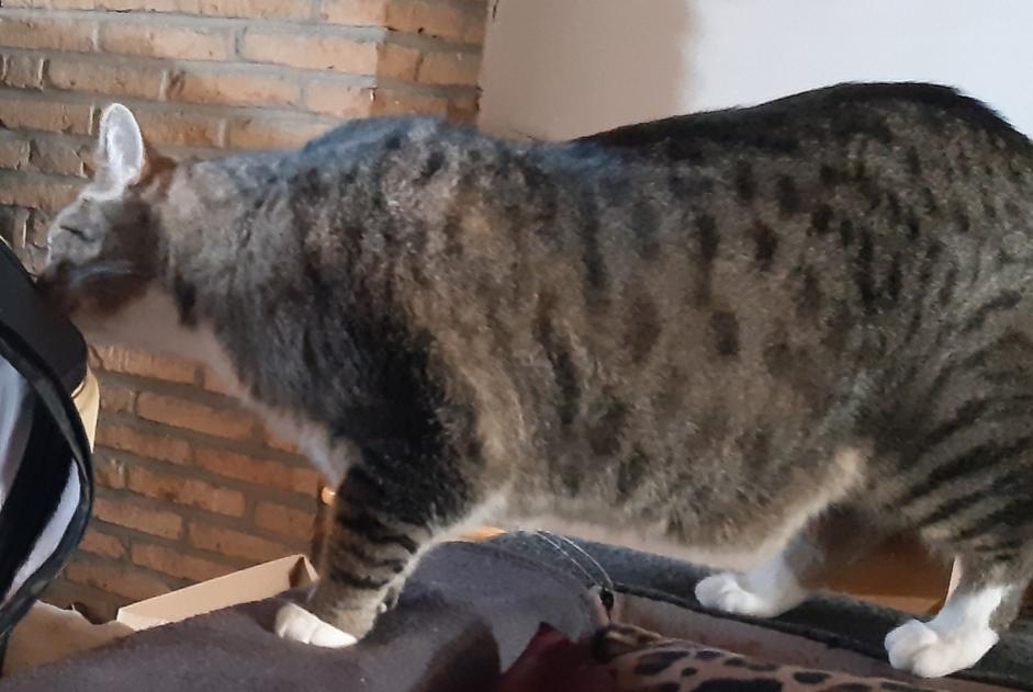 Alerte Disparition Chat  Mâle , 9 ans Colfontaine Belgique