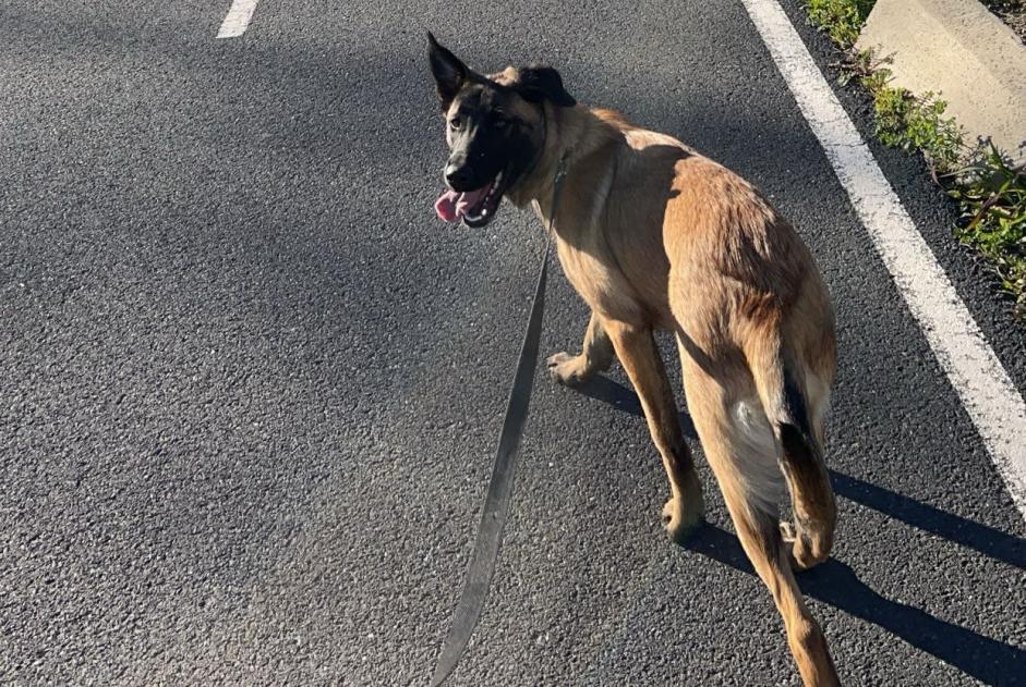 Alerte Disparition Chien croisement Femelle , 1 ans Perpignan France