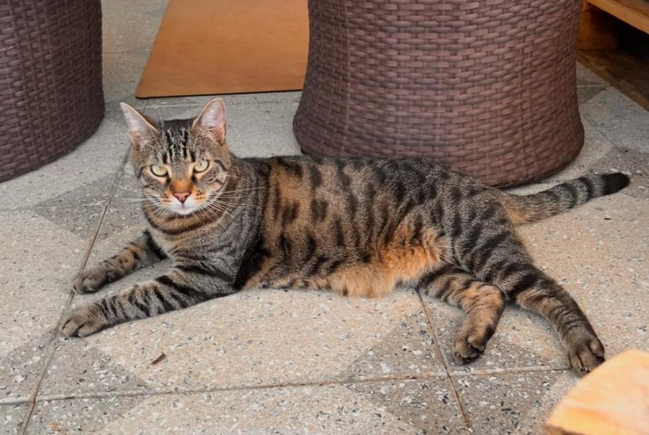 Alerte Disparition Chat  Mâle , 4 ans Villars-sur-Glâne Suisse