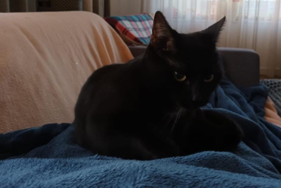 Alerte Disparition Chat Femelle , 2 ans Dronten Pays-Bas