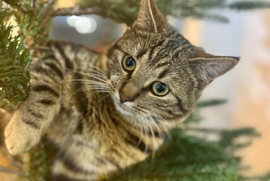 Alerte Disparition Chat  Mâle , 1 ans Buggenhout Belgique