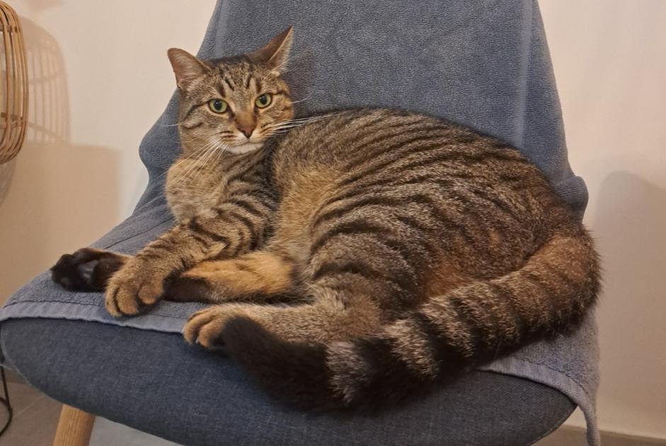 Alerte Disparition Chat  Mâle , 4 ans Bordeaux France