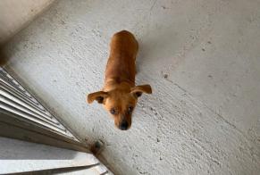 Alerte Découverte Chien  Femelle , 5 ans Poissy France