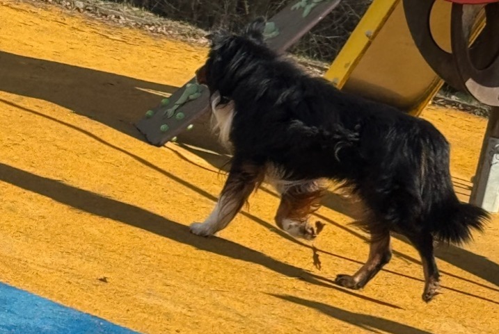 Alerte Découverte Chien Inconnu Thionville France