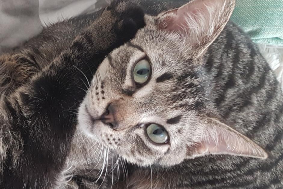 Alerte Disparition Chat croisement Mâle , 4 ans Saint-Cannat France