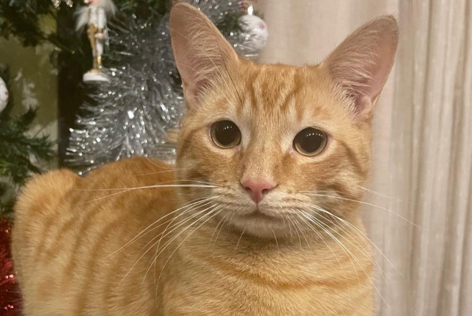 Alerte Disparition Chat croisement Mâle , 1 ans Villeneuve-la-Comtesse France