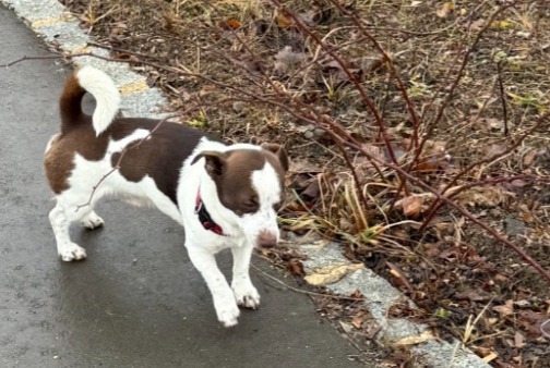 Alerte Découverte Chien  Inconnu Hesperange Luxembourg