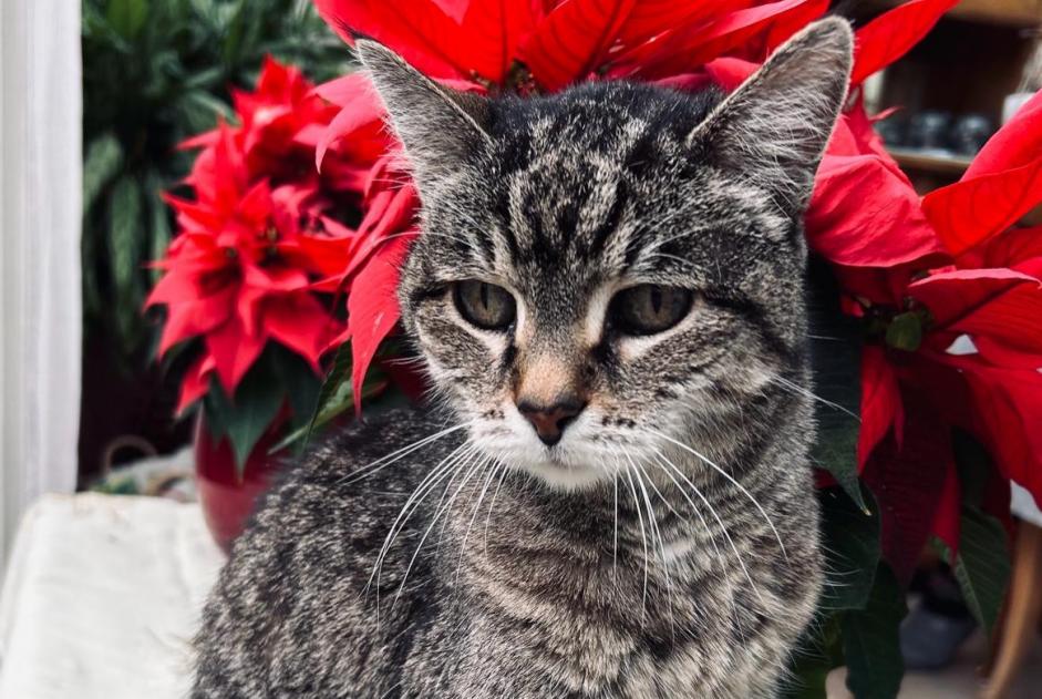 Alerte Disparition Chat Femelle , 20 ans Thônex Suisse