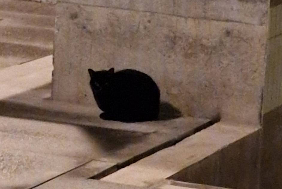 Alerte Découverte Chat  Inconnu Rennes France