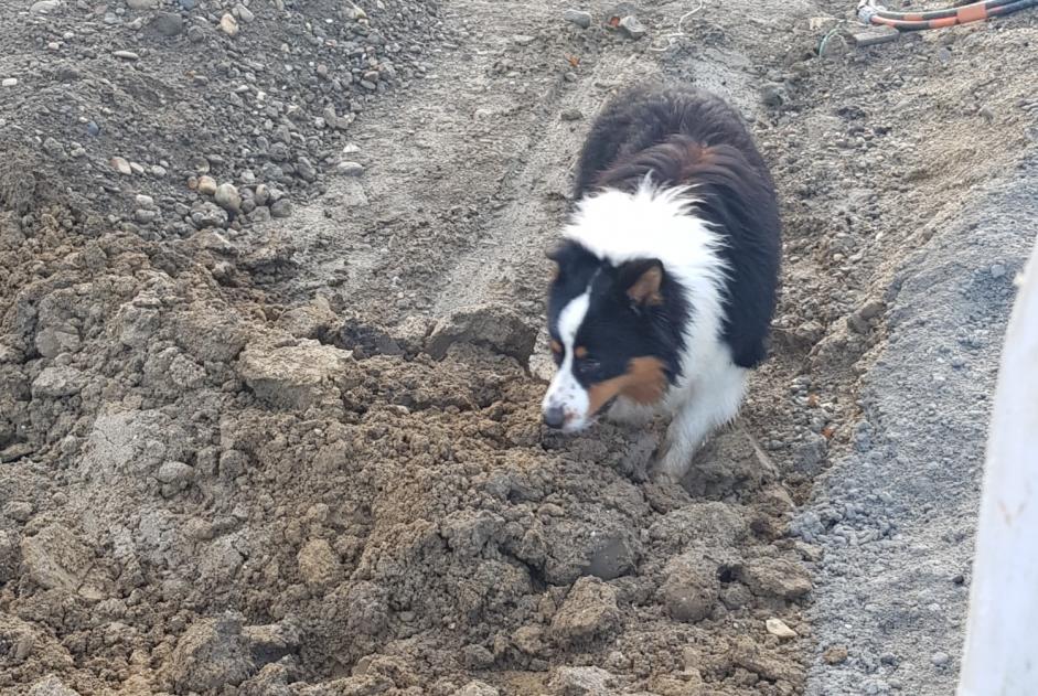 Alerte Découverte Chien Mâle Agen France