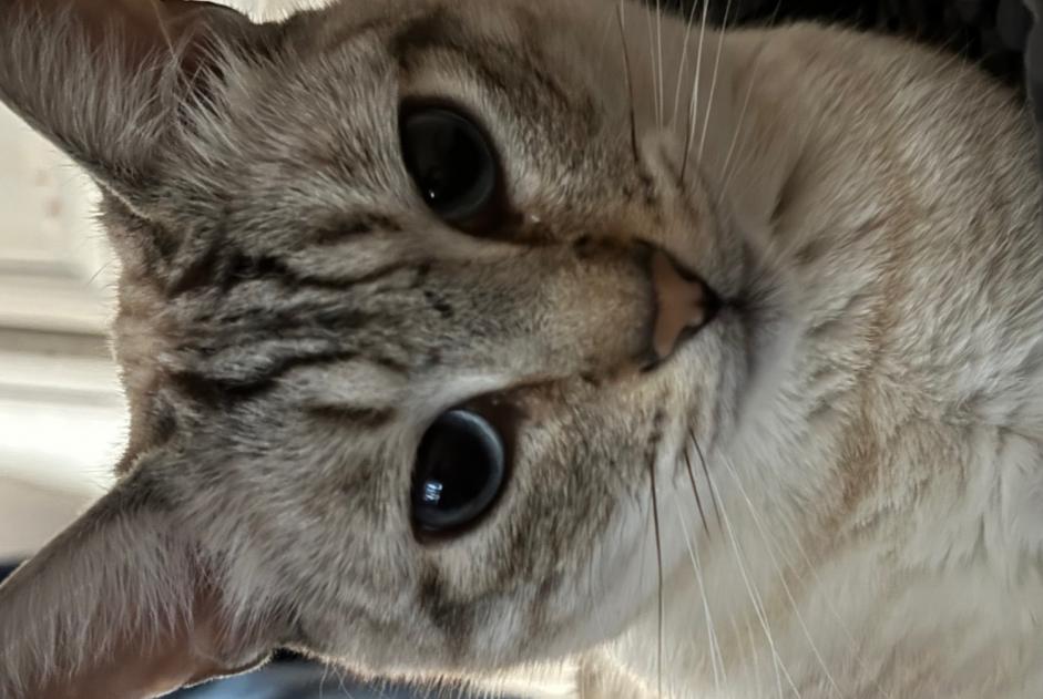 Alerte Disparition Chat Mâle , 4 ans Milvignes Suisse