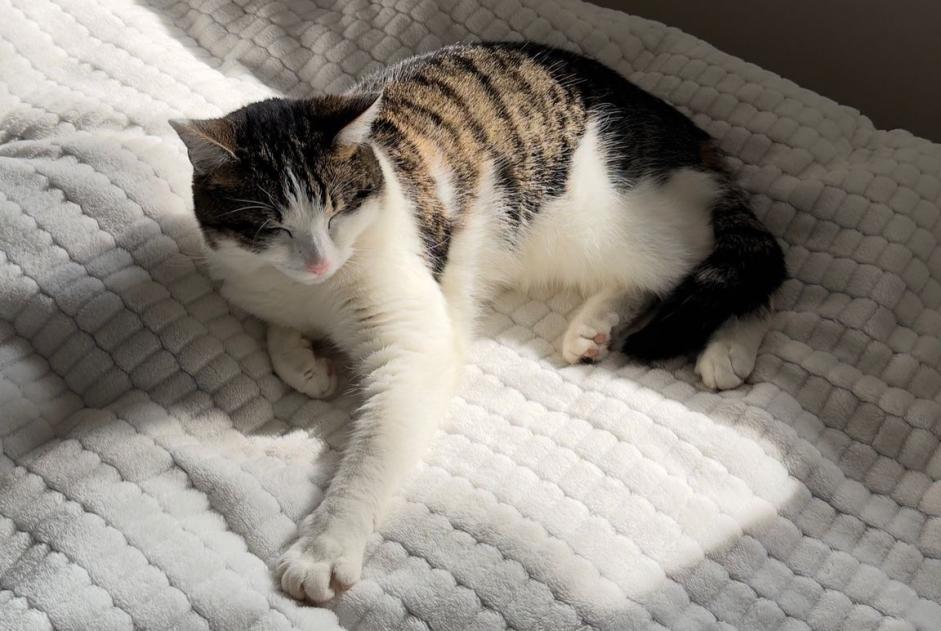 Alerte Disparition Chat Femelle , 2 ans Crissier Suisse