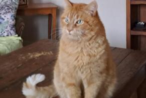 Alerte Disparition Chat Mâle , 11 ans Cognac France