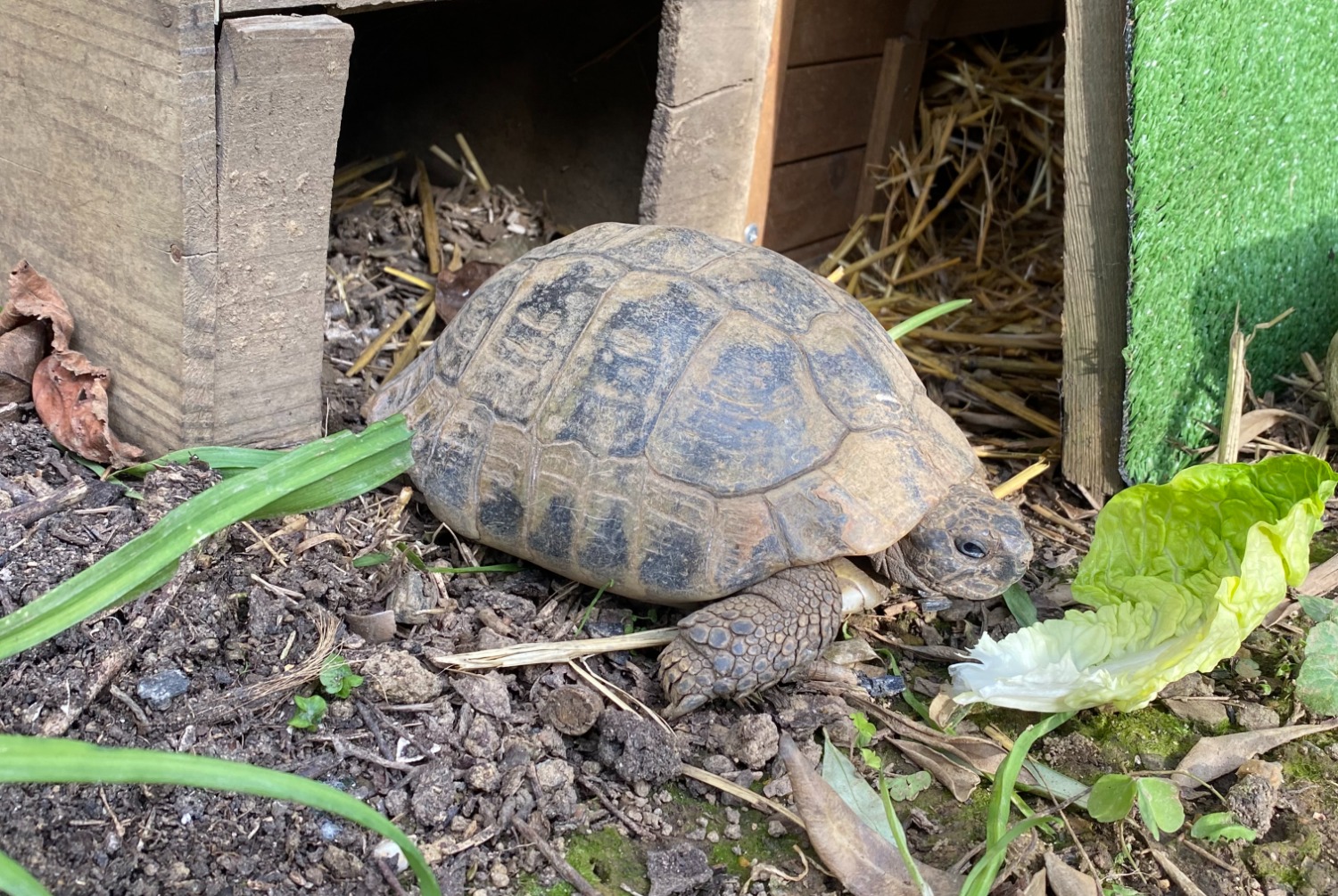 Alerte Disparition Tortue Mâle , 2025 ans Cesson-Sévigné France