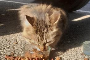 Alerte Découverte Chat Inconnu Nîmes France