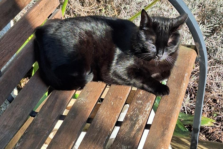 Alerte Disparition Chat Mâle , 4 ans Yerres France