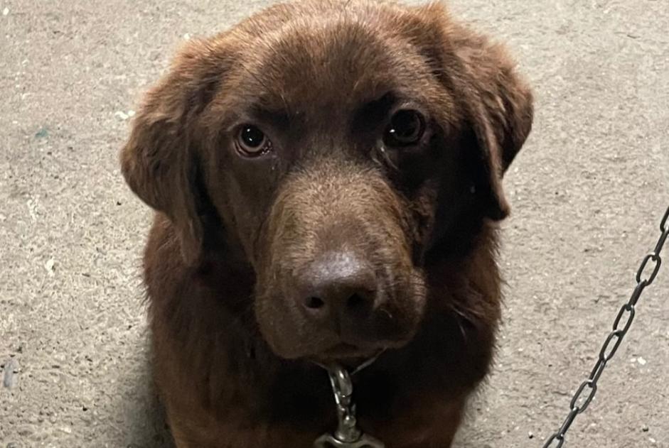 Alerte Découverte Chien croisement Mâle Roques France