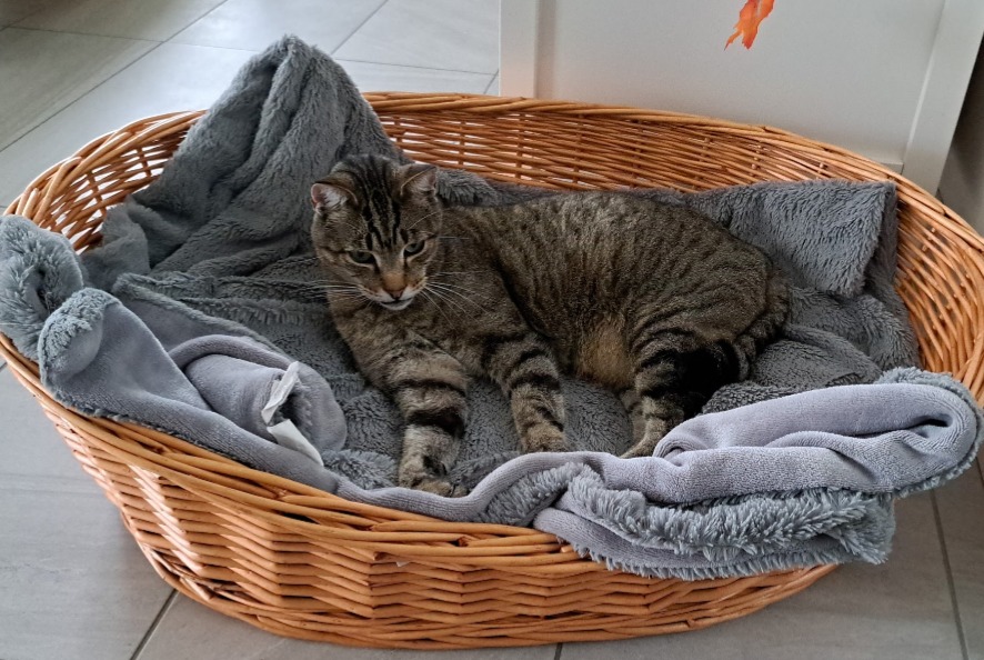 Alerte Disparition Chat Mâle , 10 ans Bougy-Villars Suisse