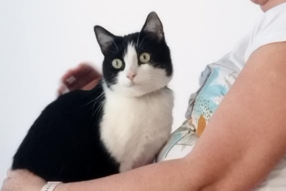 Alerte Disparition Chat  Mâle , 6 ans Besançon France