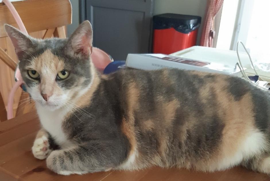 Alerte Disparition Chat Femelle , 7 ans Tercis-les-Bains France