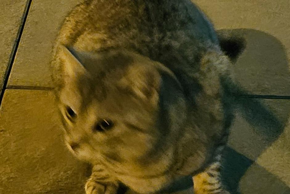 Alerte Découverte Chat Inconnu Lausanne Suisse