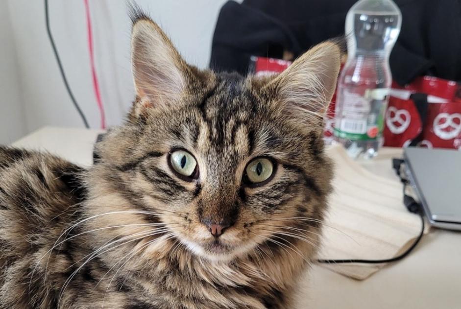 Alerte Disparition Chat croisement Femelle , 4 ans Corcelles-près-Payerne Suisse