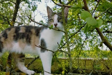 Avviso scomparsa Gatto Femmina , 9 anni Neuvicq-le-Château Francia