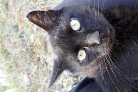 Avviso scomparsa Gatto Maschio , 14 anni La Devise Francia