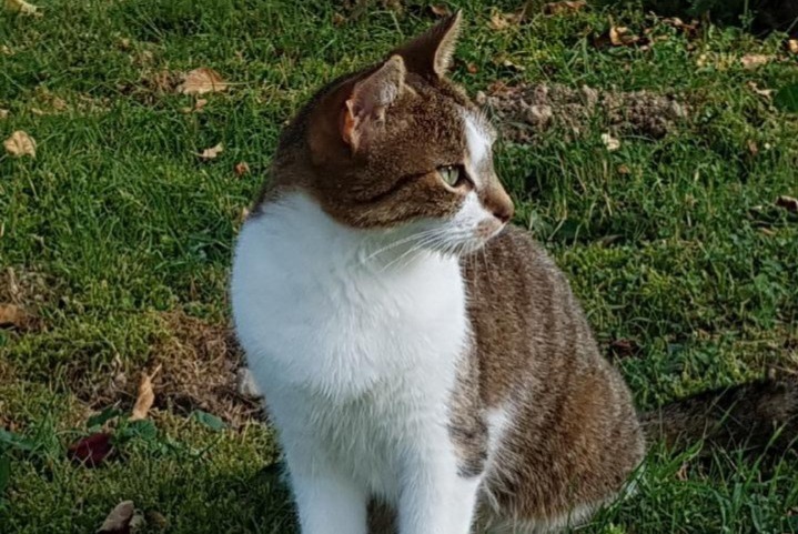 Avviso scomparsa Gatto Femmina , 12 anni Saint-Genis-Laval Francia