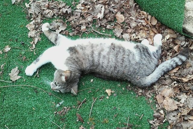 Avviso scomparsa Gatto Maschio , 8 anni Saint-Léonard-de-Noblat Francia