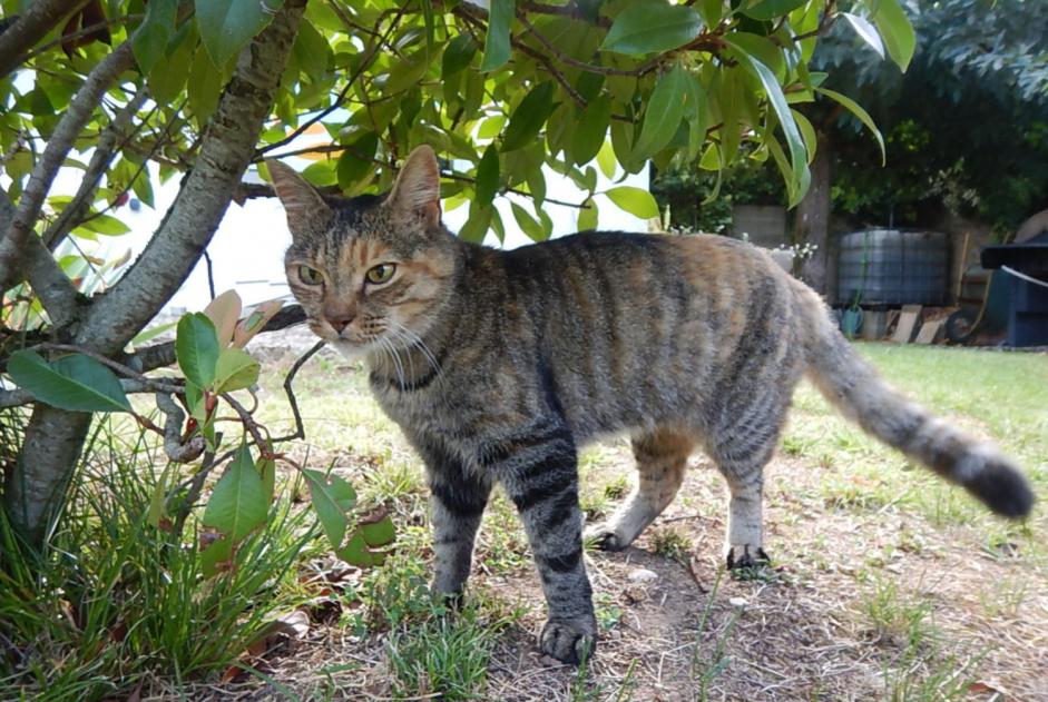 Avviso scomparsa Gatto  Femmina , 17 anni Lagnieu Francia