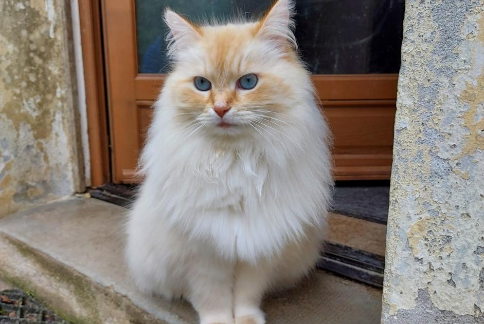 Avviso scomparsa Gatto  Maschio , 8 anni Motreff Francia