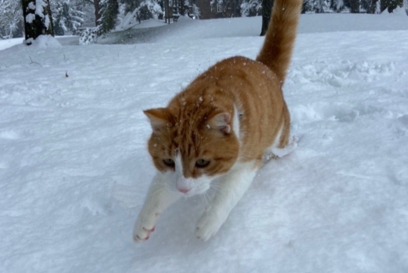 Avviso scomparsa Gatto Maschio , 7 anni Fribourg Svizzera