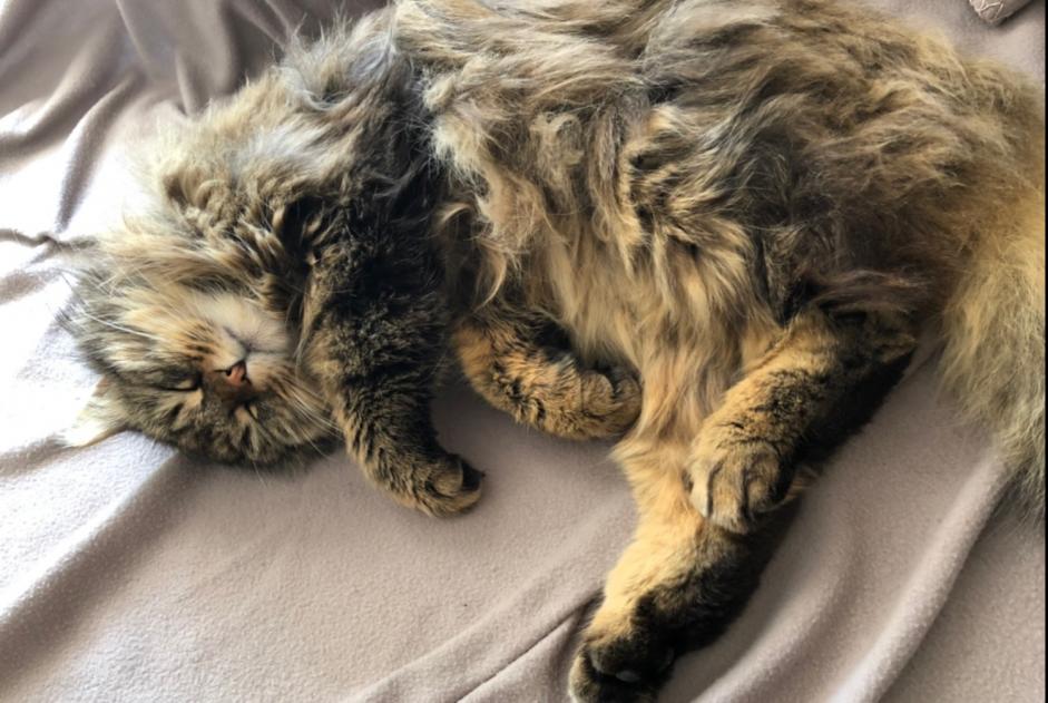 Avviso scomparsa Gatto incrocio di razze Maschio , 9 anni Versoix Svizzera